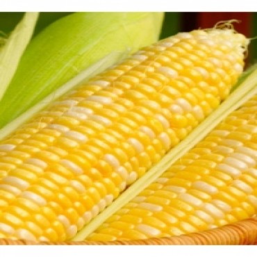 Семена кукурузы сахарной Мореленд GSS 1453 F1, суперсладкая
