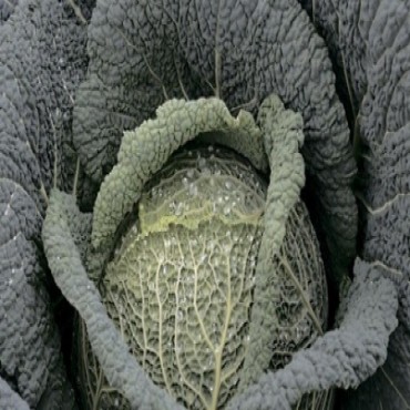 Семена капусты Виратоба F1, 135-140 дн.