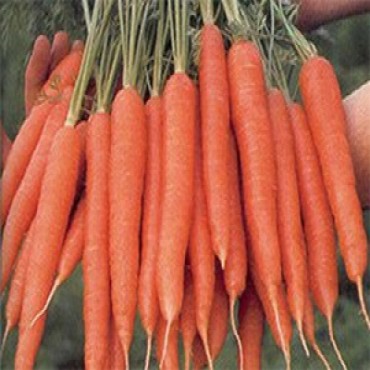 Семена моркови Магно (Magno RZ) F1 Нантеc тип 120 дн.