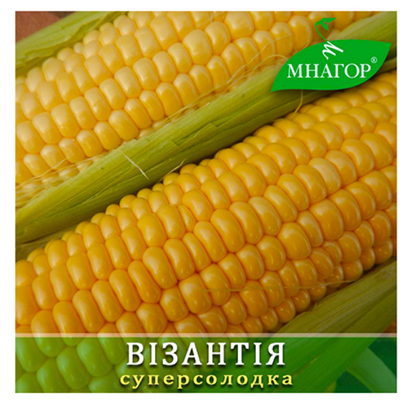 Насіння кукурудзи цукрової Орландо F1 (середньопізній 80–82 дні)