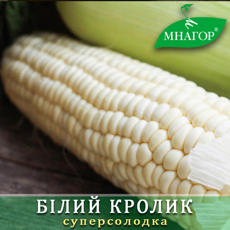 Насіння кукурудзи цукрової Білий Кролик F1 (біле зерно, середньостиглий 76–78 днів)