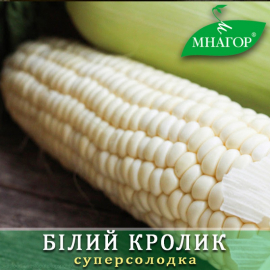 Насіння кукурудзи цукрової Білий Кролик F1 (біле зерно, середньостиглий 76–78 днів)