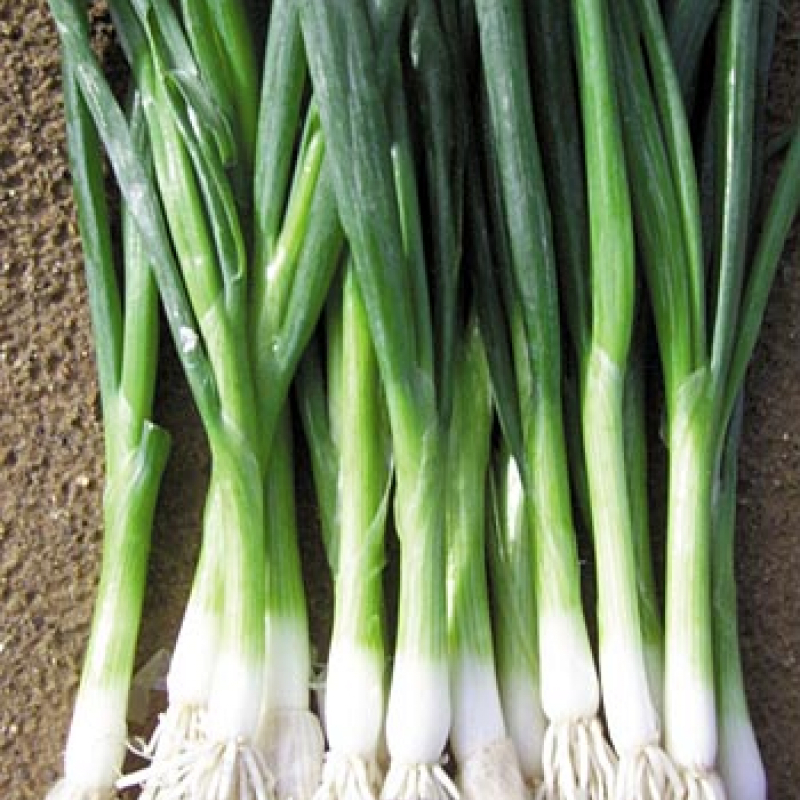 Насіння цибулі Байа Верде (Baja Verde)